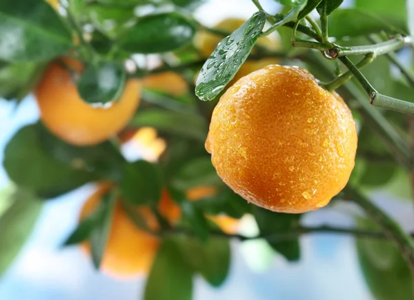 Rijp mandarijnen op een boomtak. blauwe hemel op de achtergrond. — Stockfoto