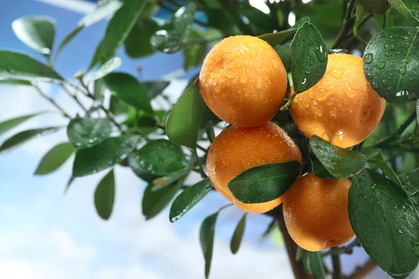 Ripe tangerines on a tree branch. Blue sky on the background. — Stock Photo, Image