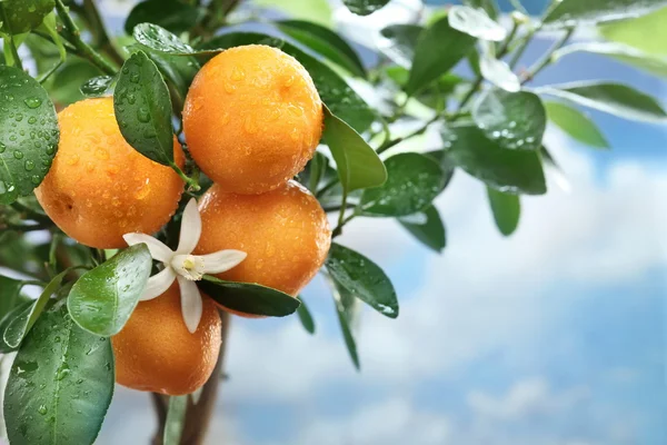 Reife Mandarinen auf einem Ast. blauer Himmel auf dem Hintergrund. — Stockfoto