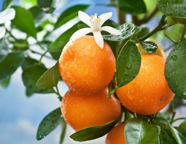 Ripe tangerines on a tree branch. Blue sky on the background. — Stock Photo, Image