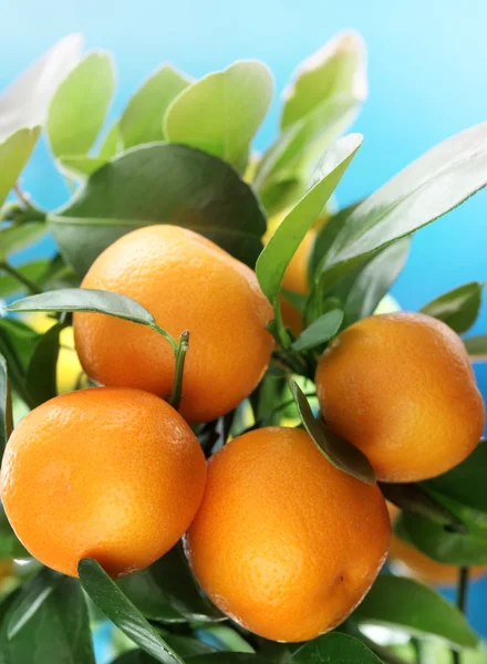Reife Mandarinen auf einem Ast. blauer Himmel auf dem Hintergrund. — Stockfoto