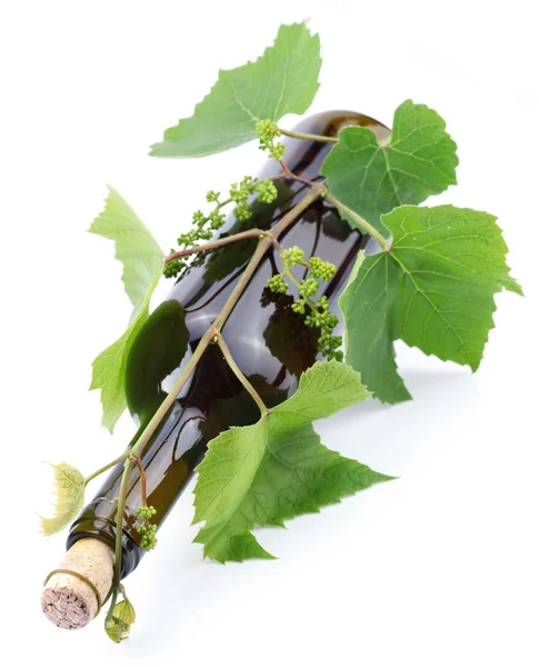 Flaska vin i vinstockar på en vit bakgrund — Stockfoto