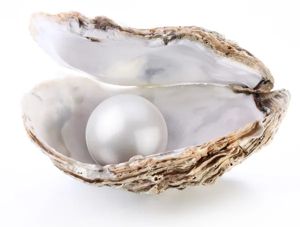 Image of a white pearl in a shell on a white background. Stock Photo