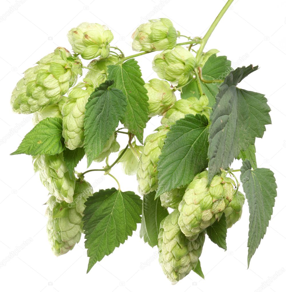 Branch of hops on a white background