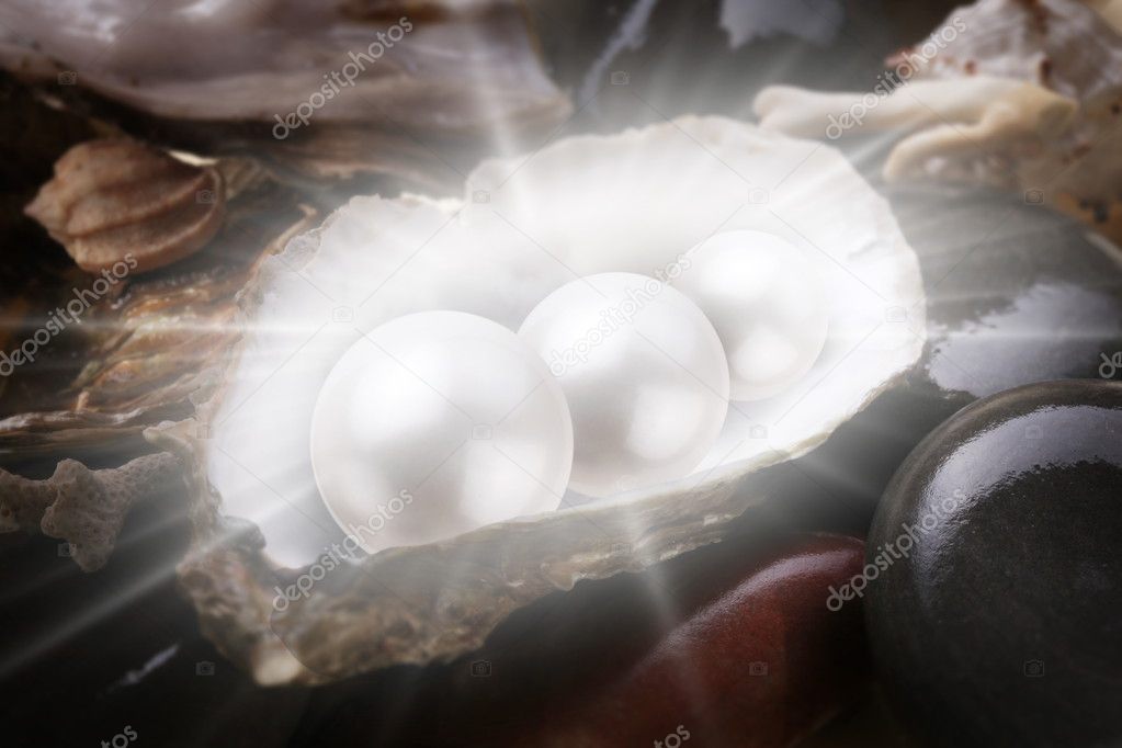 Image of three pearls in the shell on wet pebbles.