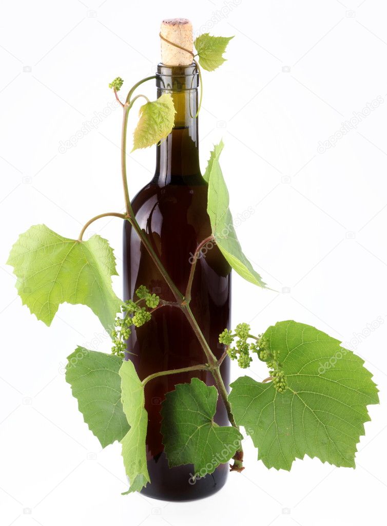 Bottle of wine in the vine on a white background