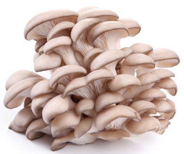 Oyster mushrooms on a white background clipart