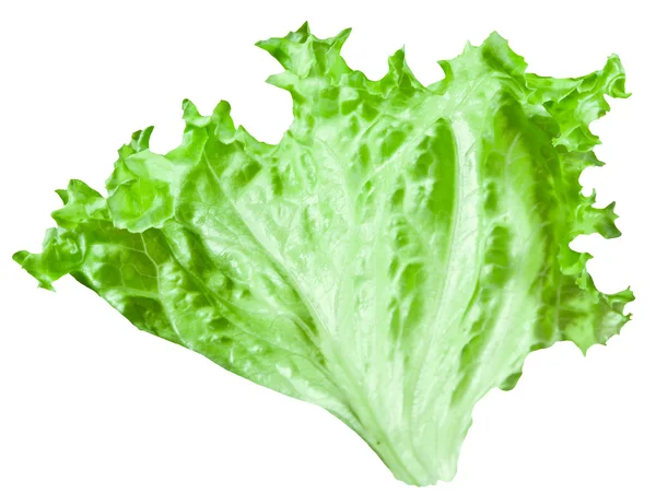 Зеленого листя салату — стокове фото
