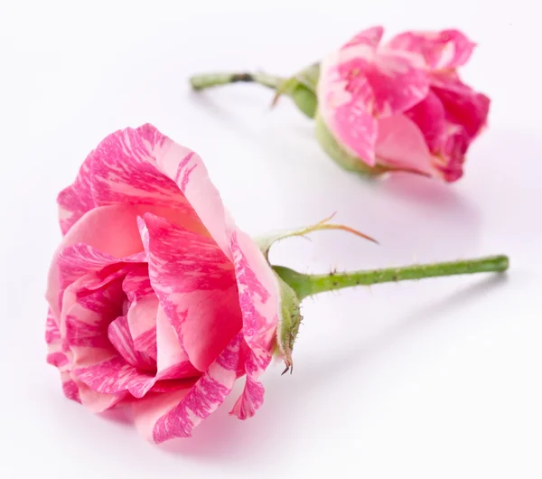흰색 바탕에 두 개의 아름 다운 장미. — 스톡 사진