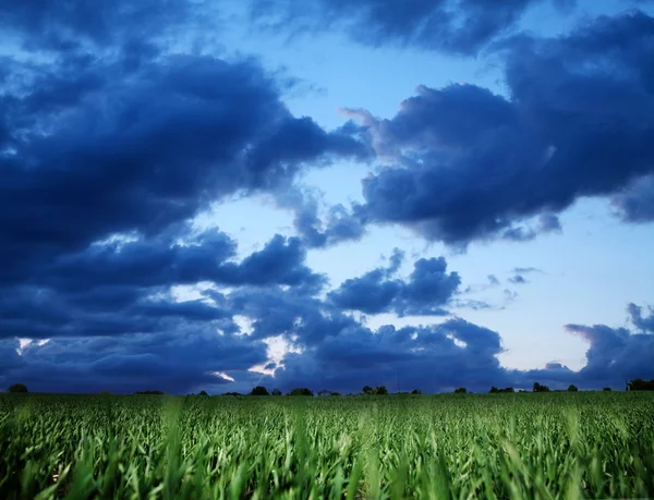 Buğday alan ve karanlık bly fırtınalı gökyüzü. — Stok fotoğraf