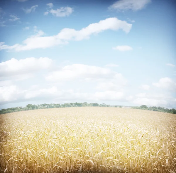 Пшеничне поле і небо . — стокове фото