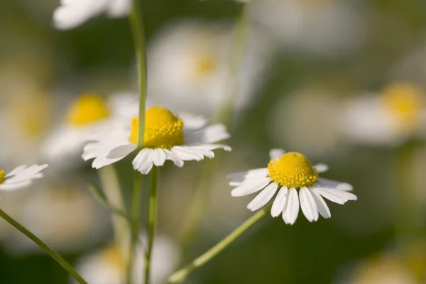 stock image Close up white and yellow daisies