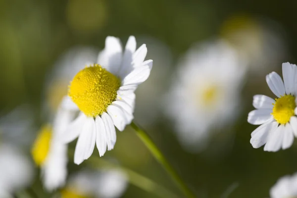 stock image Close up white and yellow daisies