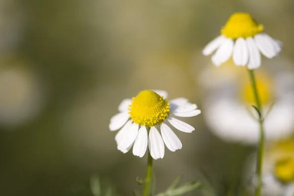 Stock image Close up white and yellow daisies