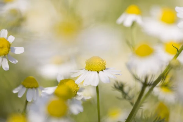 stock image Close up white and yellow daisies