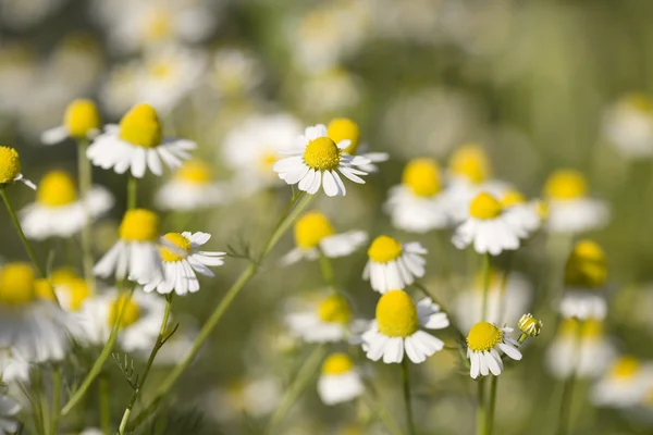 흰색과 노란색 꽃을 닫습니다 — 스톡 사진