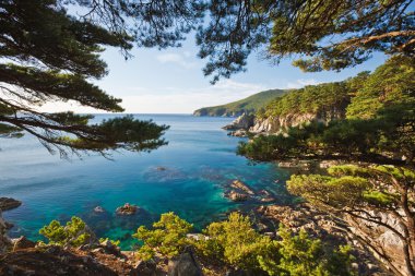 Rocky shore with cedar in the rays of the setting sun clipart