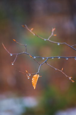 Single leaf in late autumn clipart