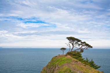 Japanese cedar on top clipart