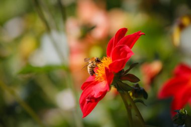 Arı nektar toplar