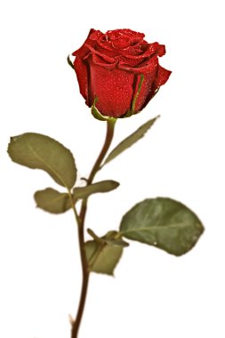 Rose on a white background clipart