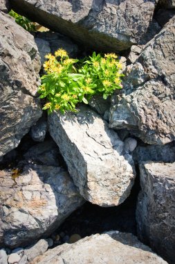 Yellow flowers in the rocks clipart