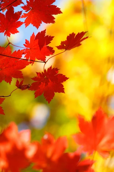 Hermosa temporada de otoño brillante — Foto de Stock
