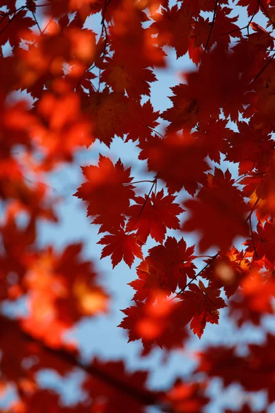Herbstlich schön — Stockfoto
