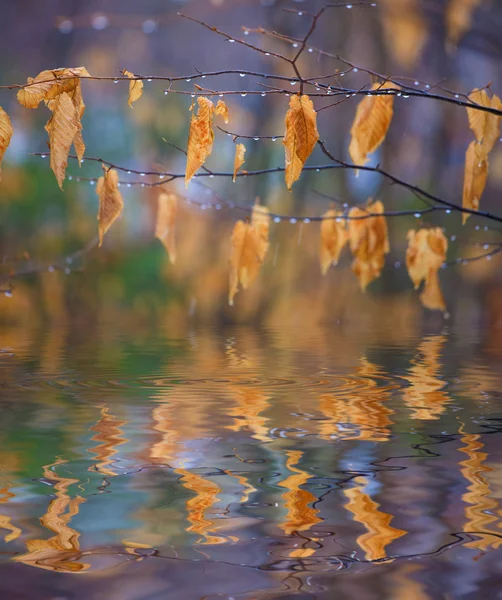 Autumn leaves over the water — Stock Photo, Image