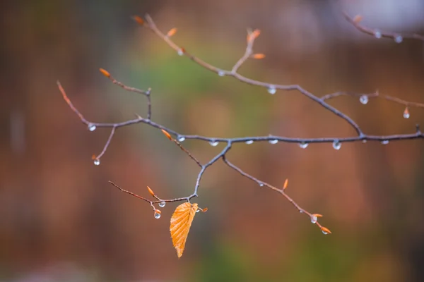 Stock image Autumn leaf on a wet branch