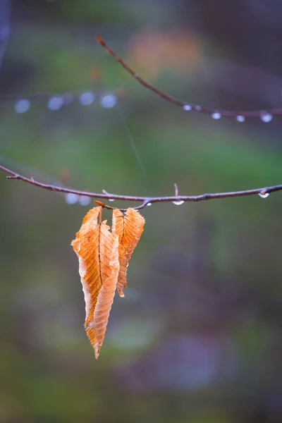 Stock image Lonely autumn leaf