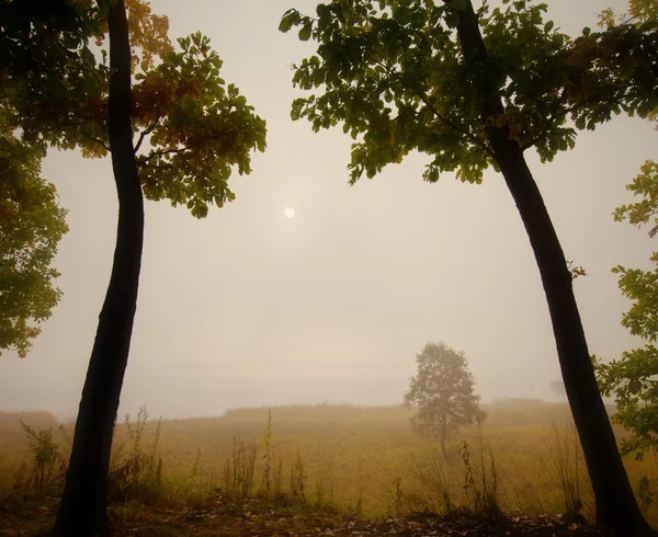 Two autumn oak in the fog — Stock Photo, Image