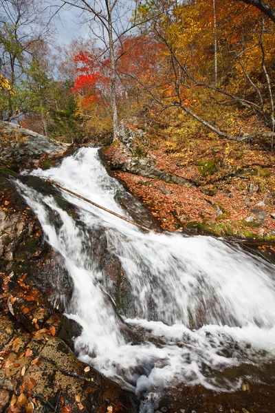 Řeka v podzimním lese — Stock fotografie