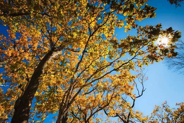 Осеннее великолепие — стоковое фото