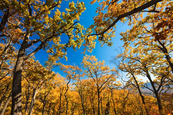 Jesienią gałęzie rozciągają się do nieba — Zdjęcie stockowe