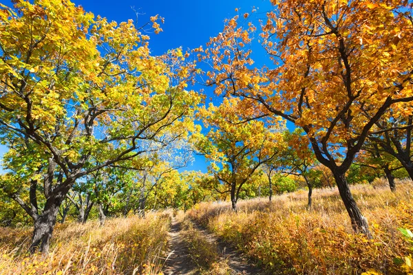 Maravilloso sendero en el bosque de otoño — Foto de Stock