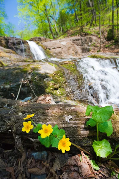 Netto watervallen in zomer bos — Stockfoto