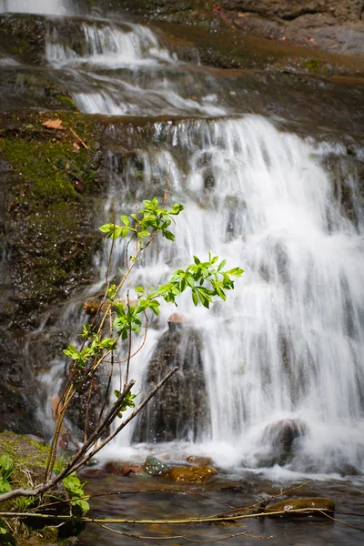 Vattenfall i sommar skogen — Stockfoto