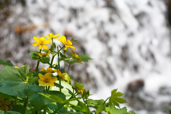 Flor amarela em um contexto de uma cachoeira — Fotografia de Stock