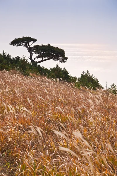 Cedar in the background of the cold sea — Stock Photo, Image