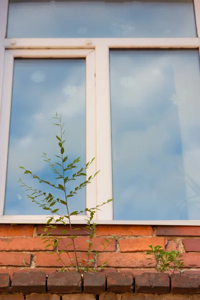 stock image Bush under the window