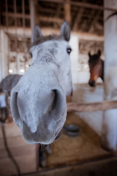 Güzel at namlu — Stok fotoğraf