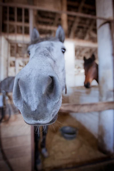 好奇心が強い馬銃口 — ストック写真