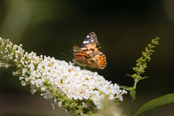 stock image Butterfly on white flower