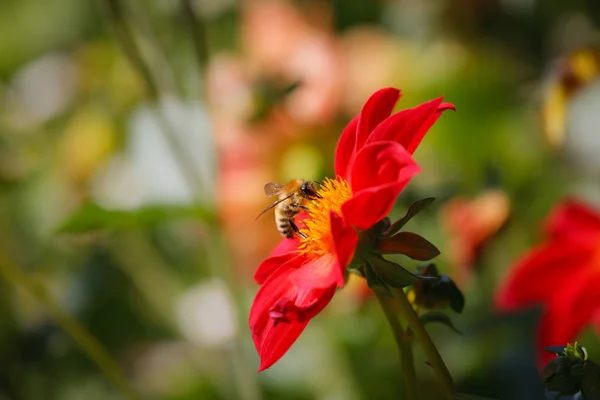 Včela sbírá nektar — Stock fotografie
