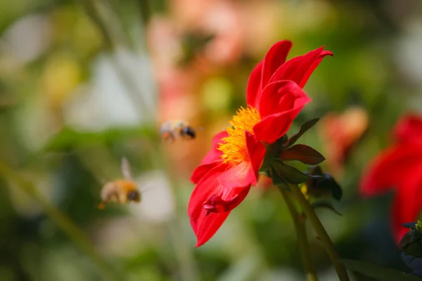 Пчелы летят к цветку — стоковое фото