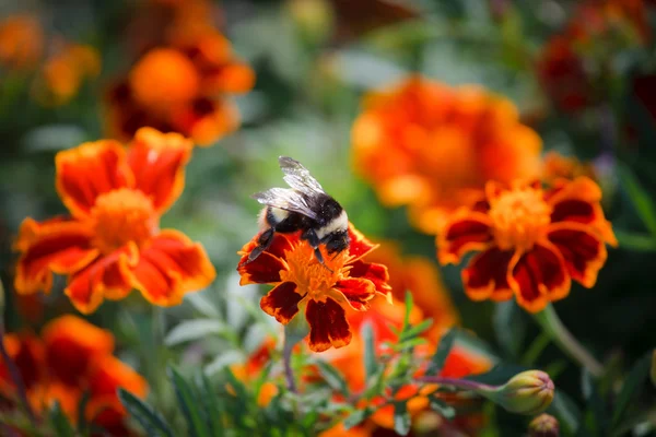 坐在一朵花只黄蜂 — 图库照片