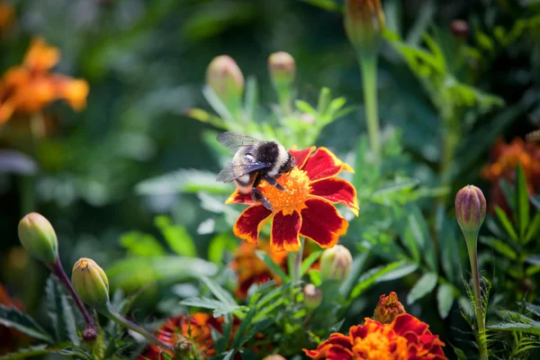 Bumble abeja en una flor —  Fotos de Stock