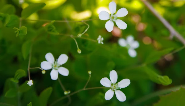小さな白い花 — ストック写真