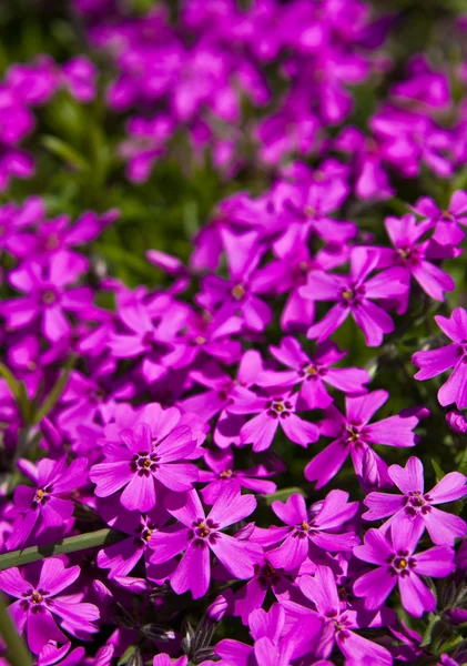 Pile purple — Stock Photo, Image